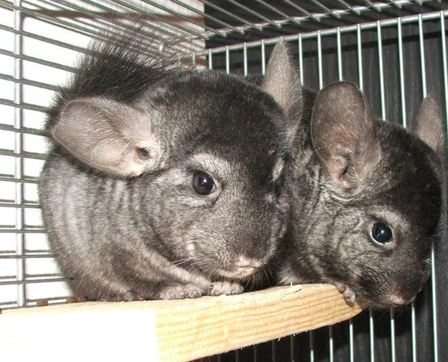 Chinchillas